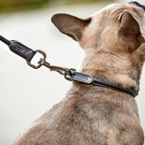 Hundehalsbånd - læder